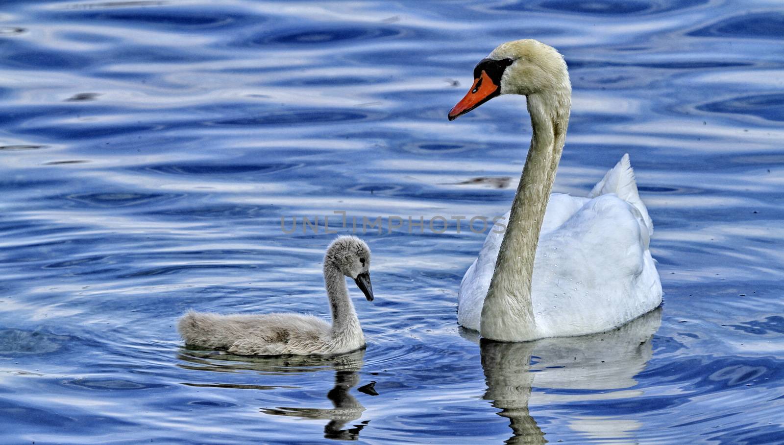 Mom swan with his baby on the water