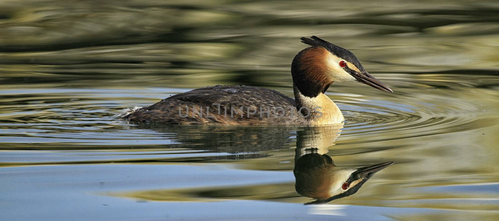 magnificent great crested grebe by mariephotos