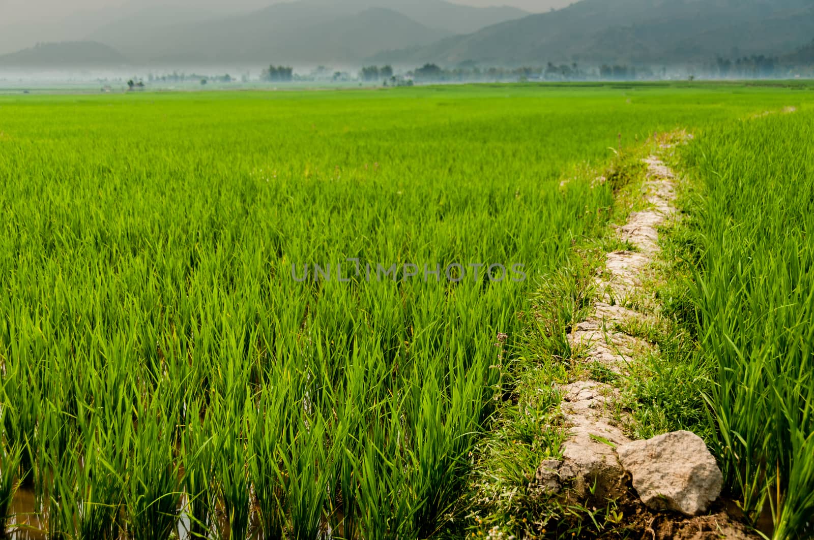 Rice field way on the green field background 