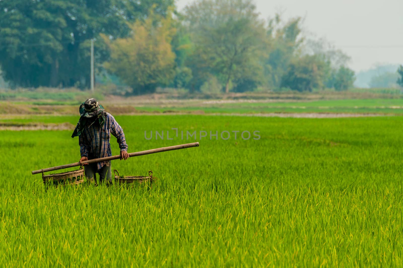 A man working in a green rice field in Kengtun Burma Myanmar