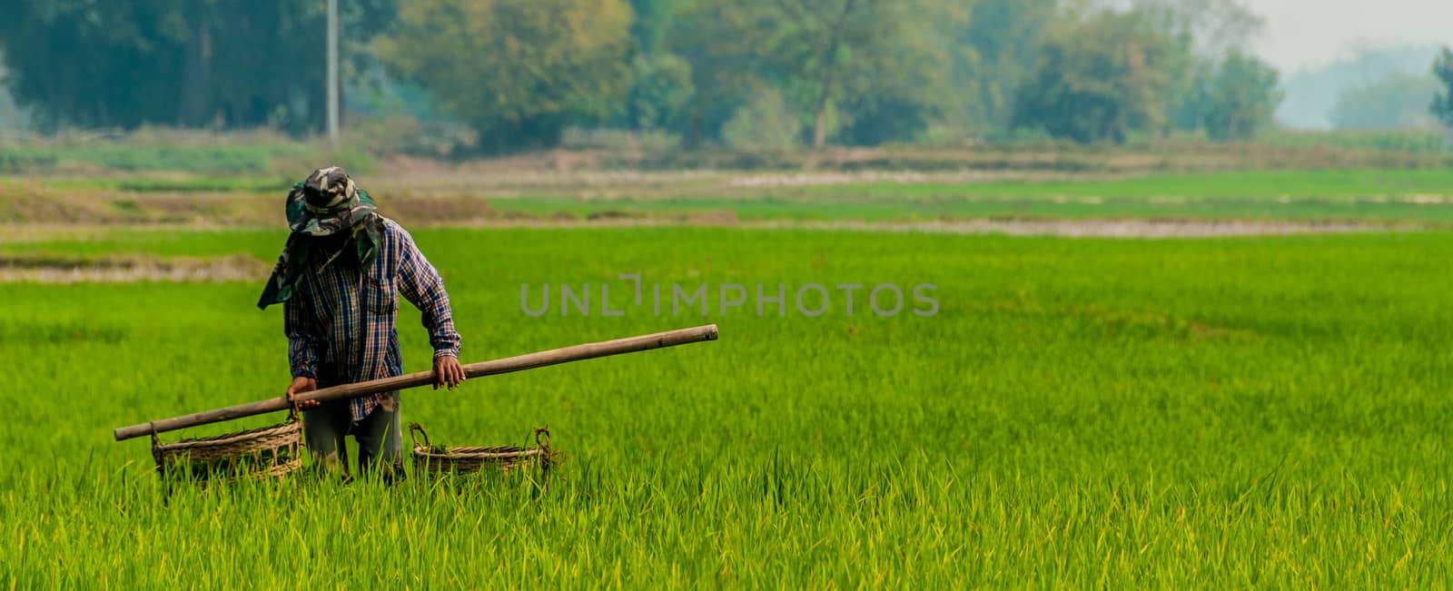 A man working in a green rice field in Kengtun Burma Myanmar
