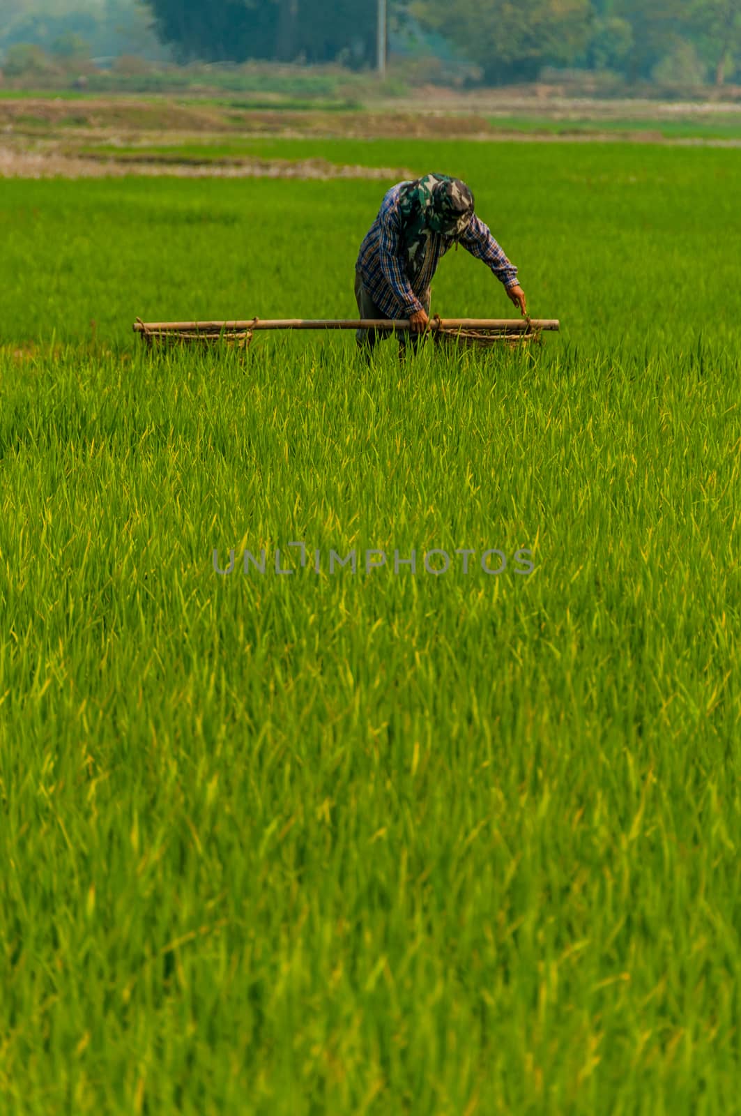 A man working in a green rice field in Kengtun Burma Myanmar