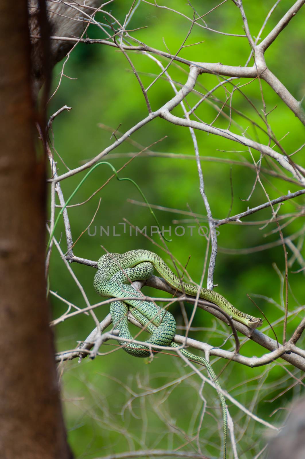 Poisonous Green snake sitting on a branch of a tree