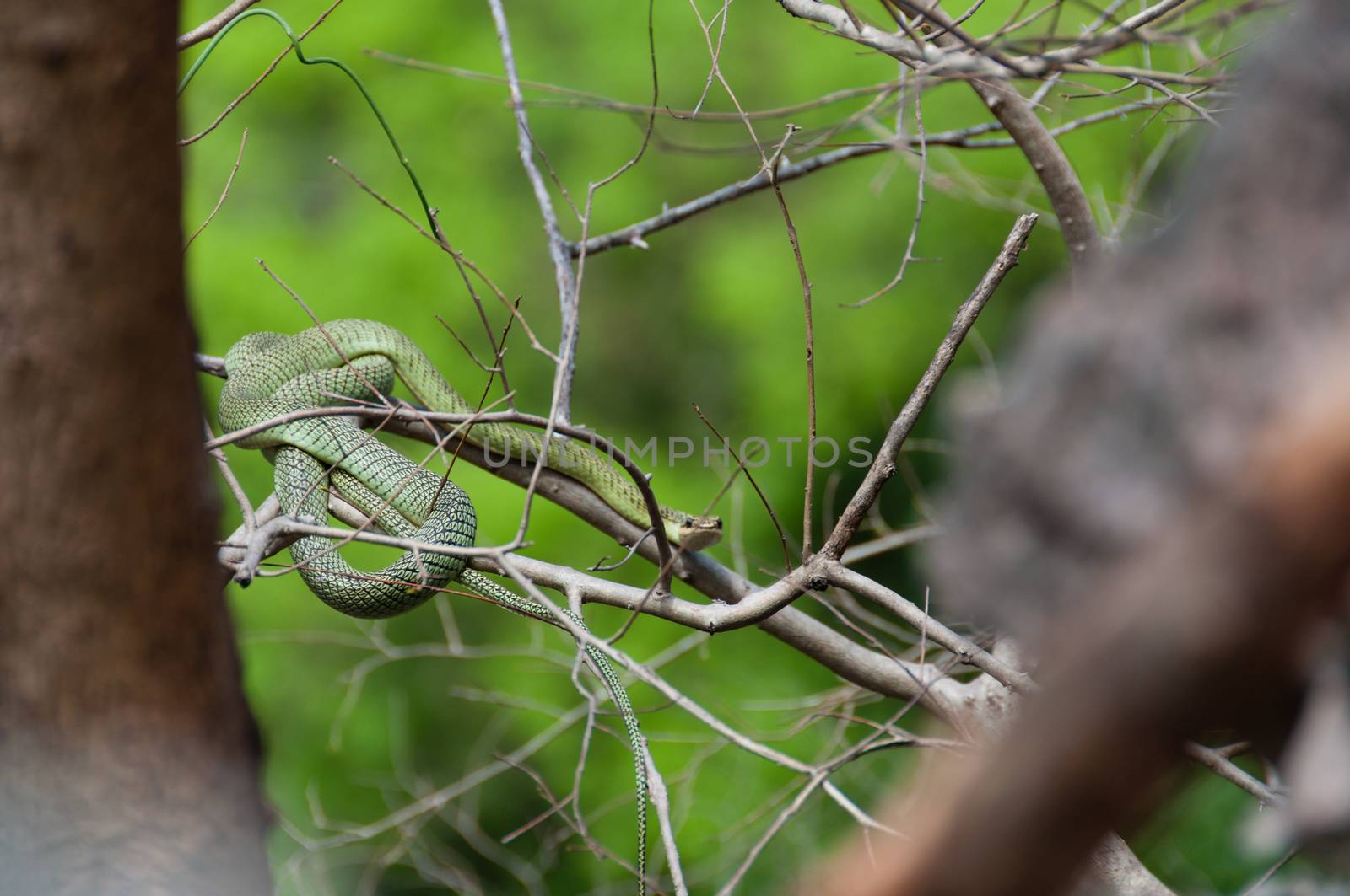 Poisonous Green snake sitting on a branch of a tree in Asia