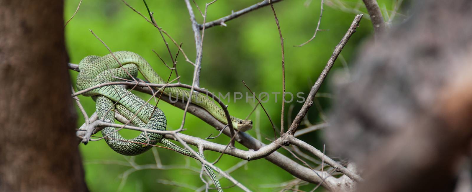 Poisonous Green snake sitting on a branch by attiarndt