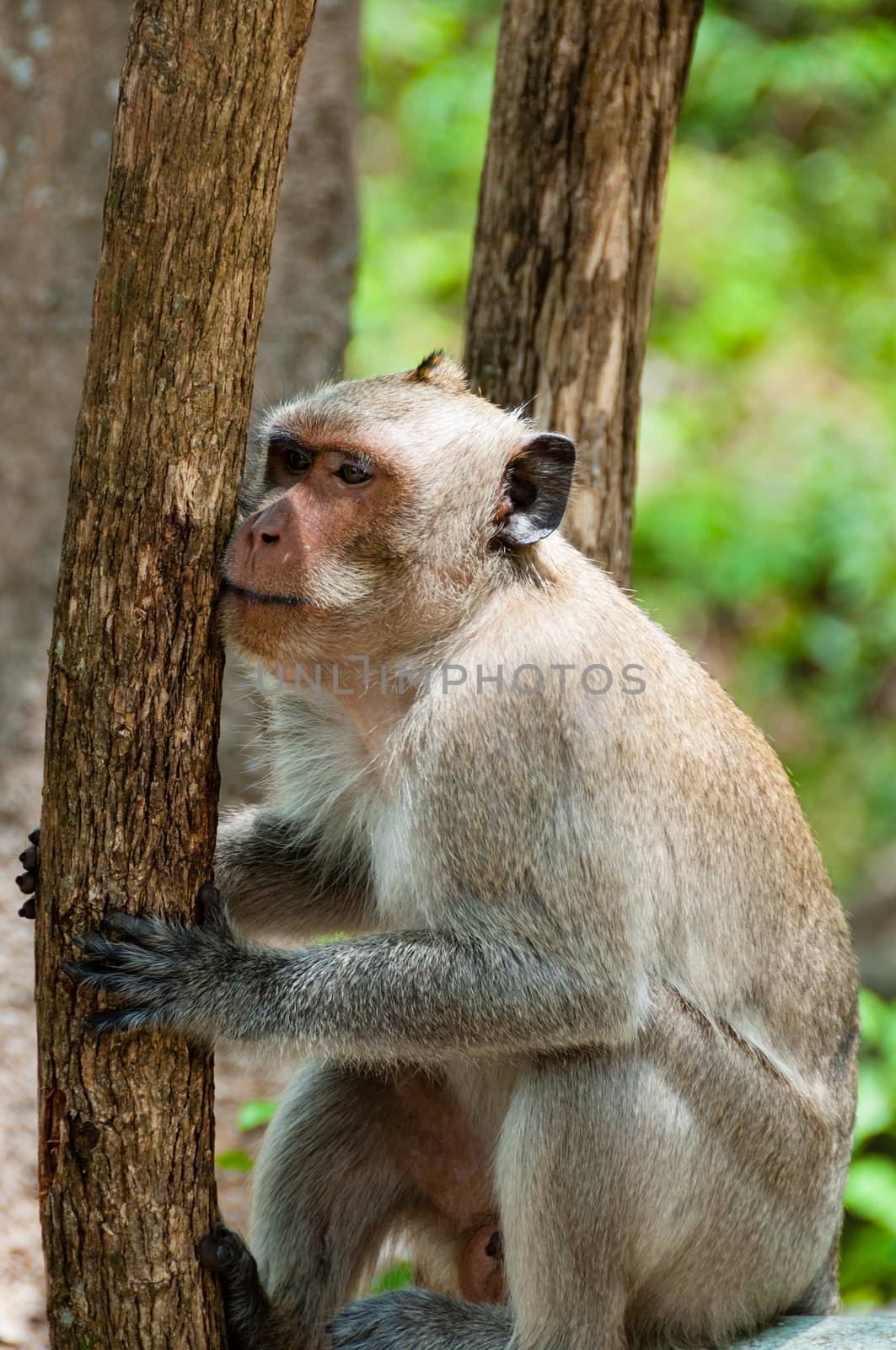 Monkey Rhesus Macaque holding a tree by attiarndt