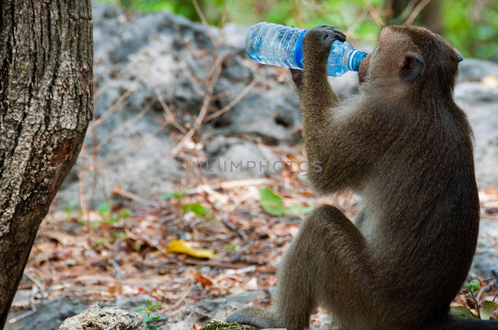 Monkey Rhesus Macaque drinking from a water bottle in Cambodia Asia