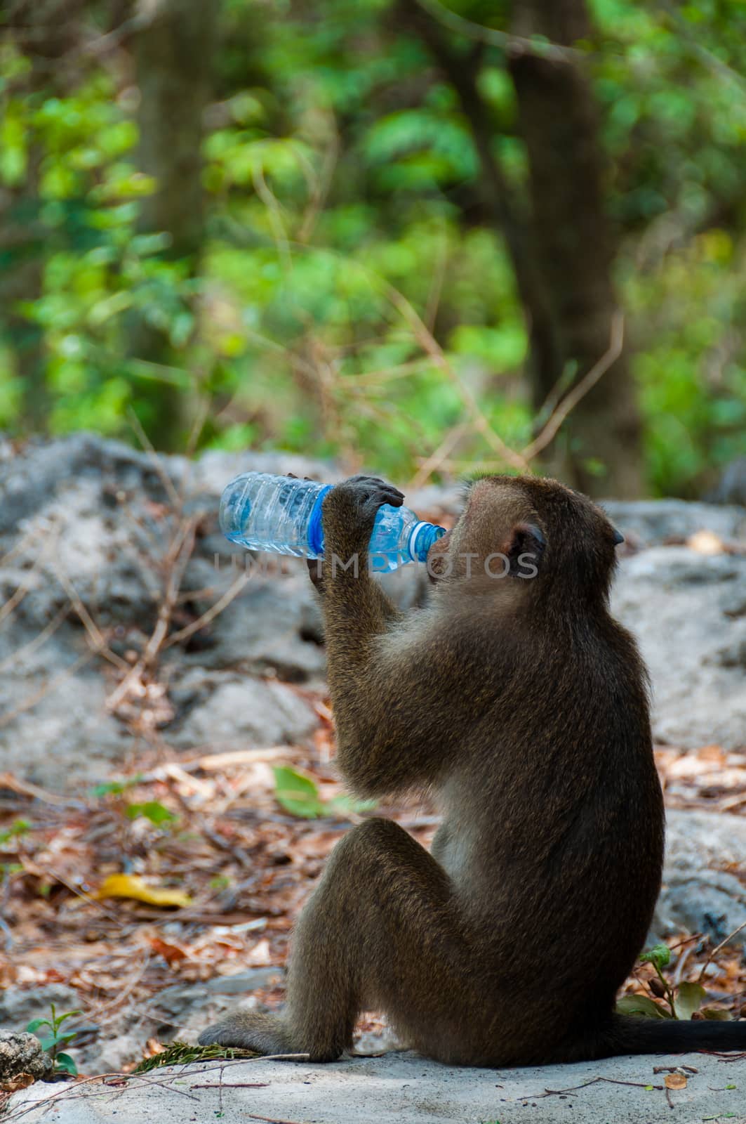 Monkey Rhesus Macaque drinking from a water bottle in Cambodia Asia