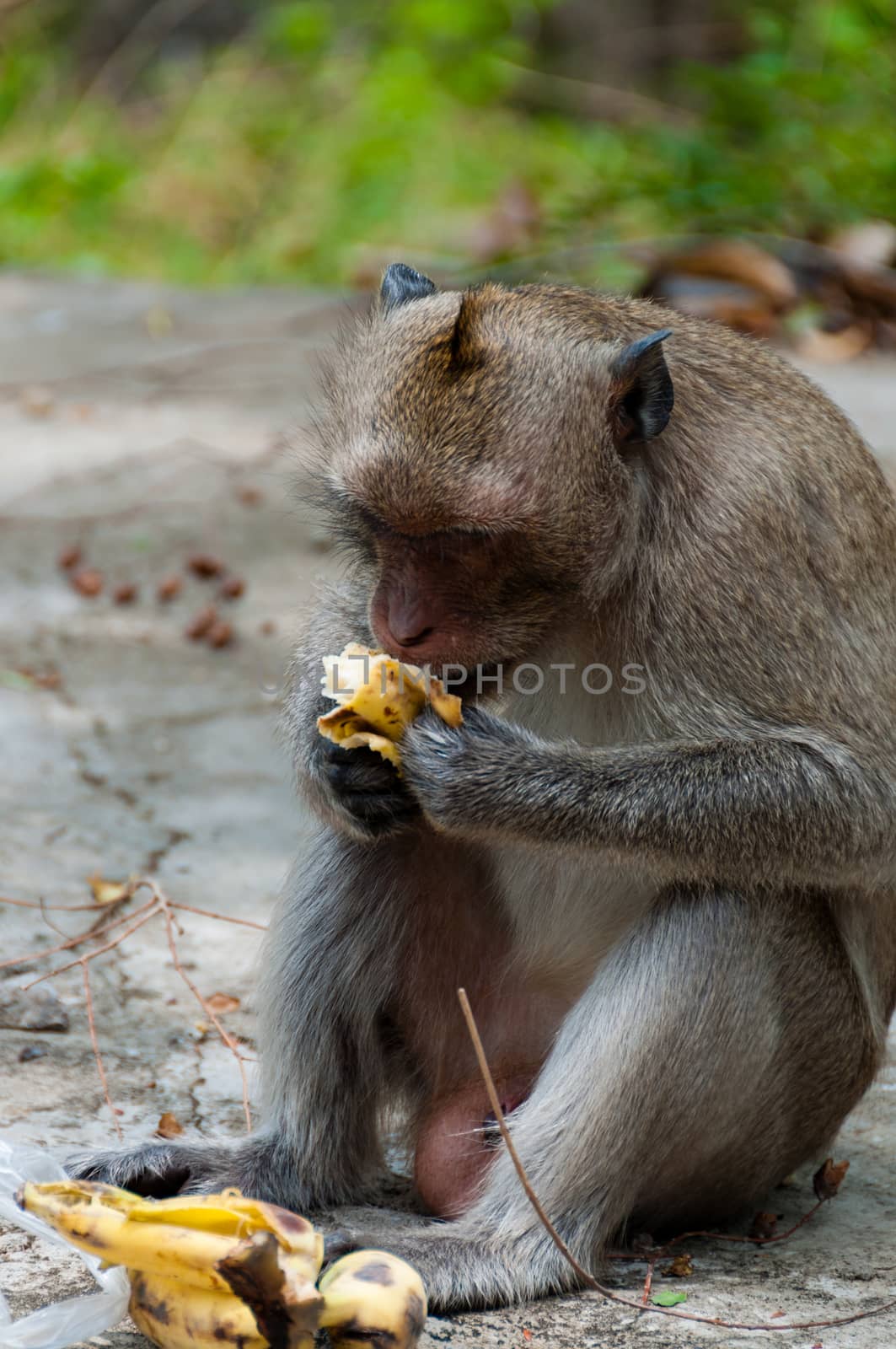 Monkey Rhesus Macaque sitting and eating a banana seen in cambodia Asia