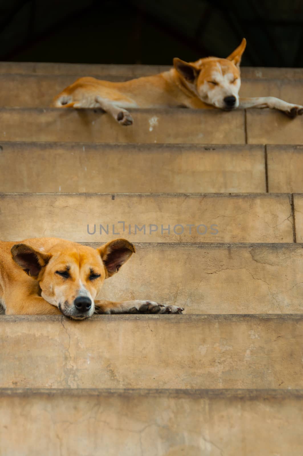 Two dogs sleeping on stairs by attiarndt