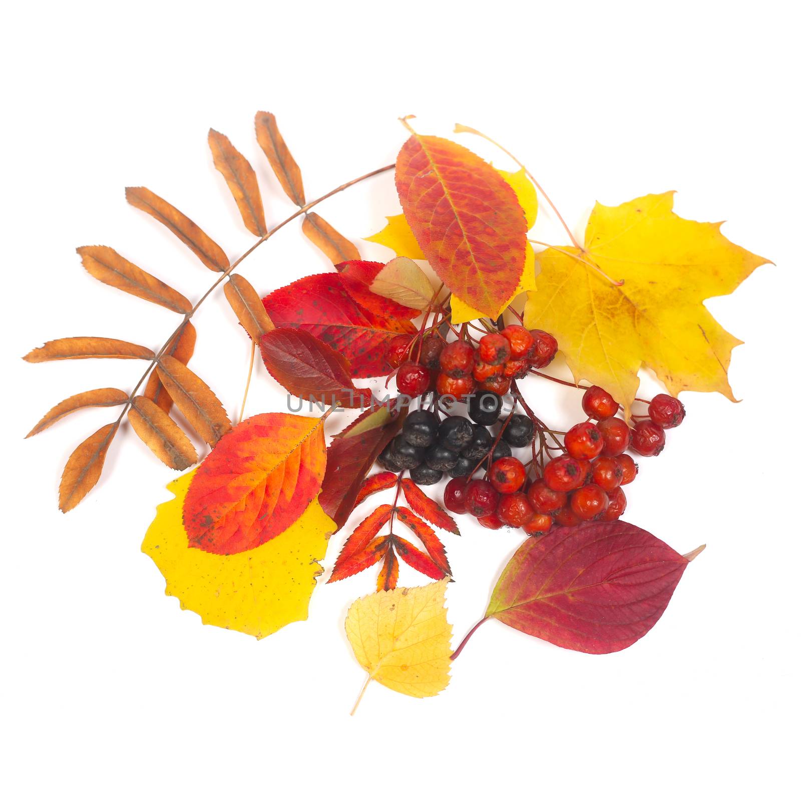 Composition of colorful autumn leaves isolated on white background
