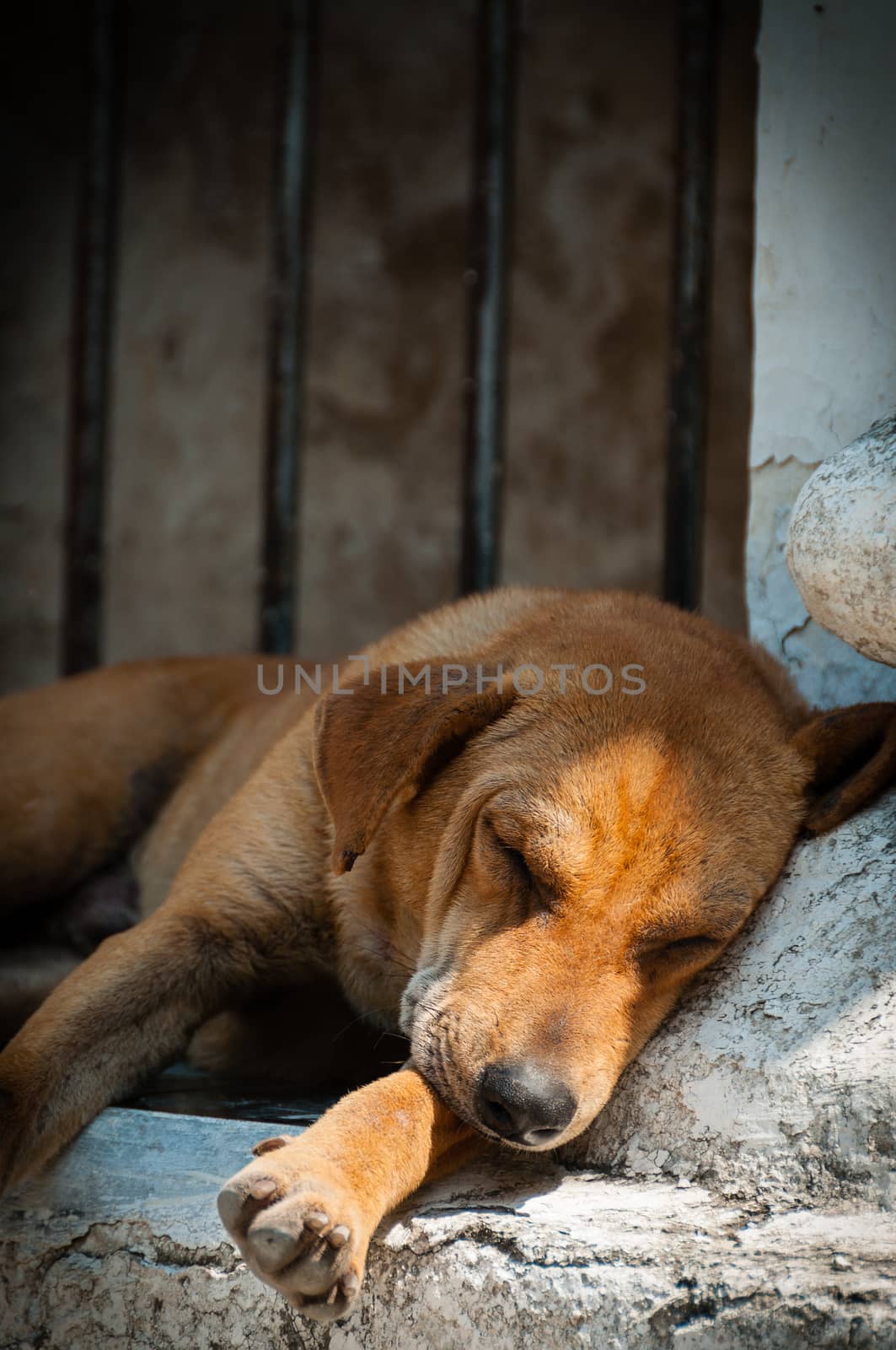 Orange dog sleeping at a temple in Myanmar by attiarndt