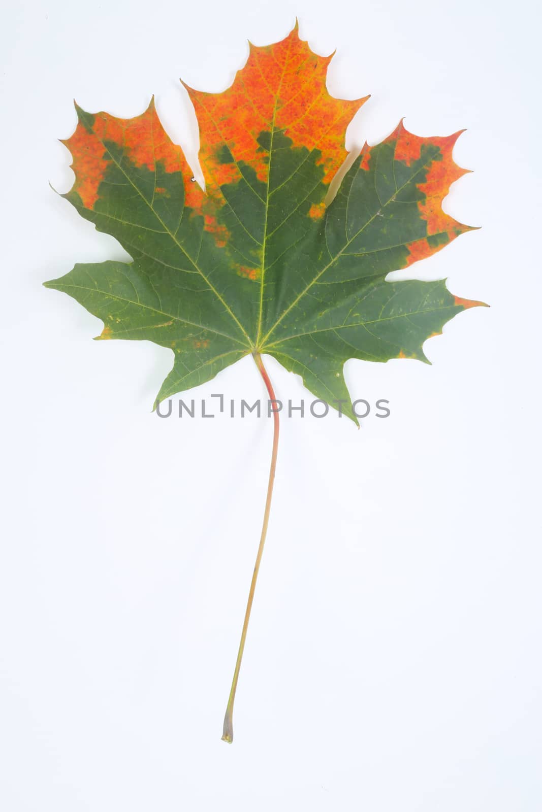 Autumn leaf by destillat