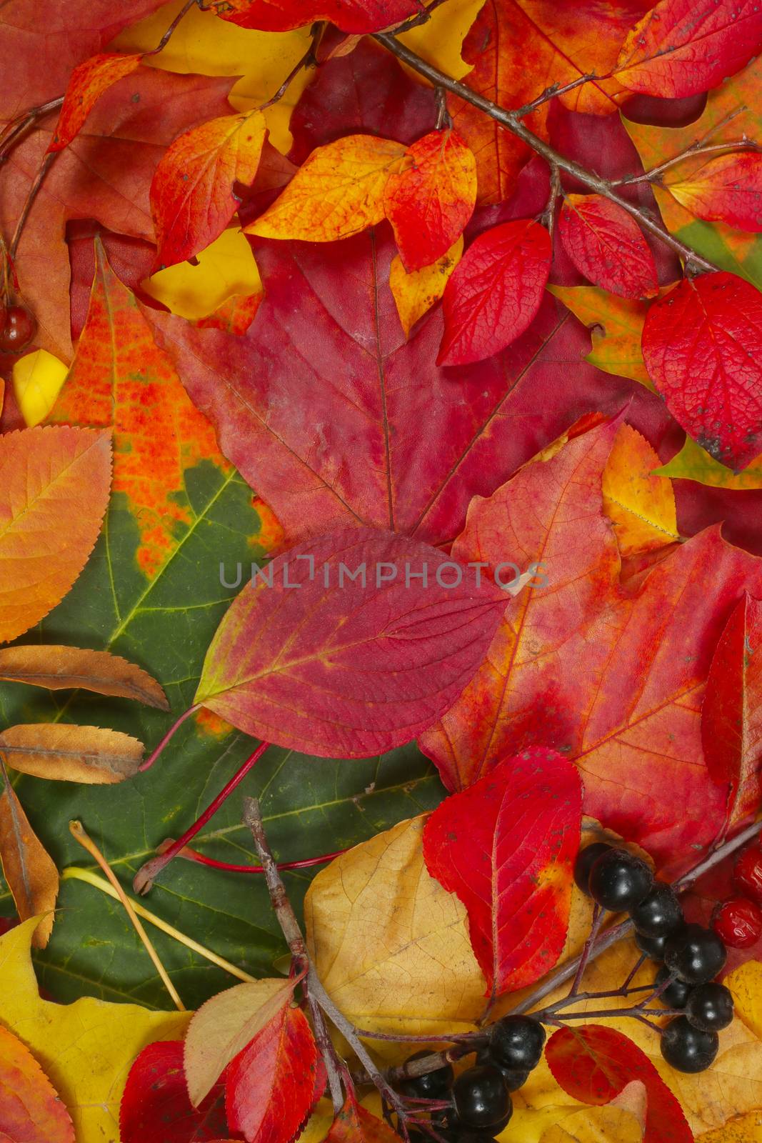 Background of colorful autumn leaves isolated on white background