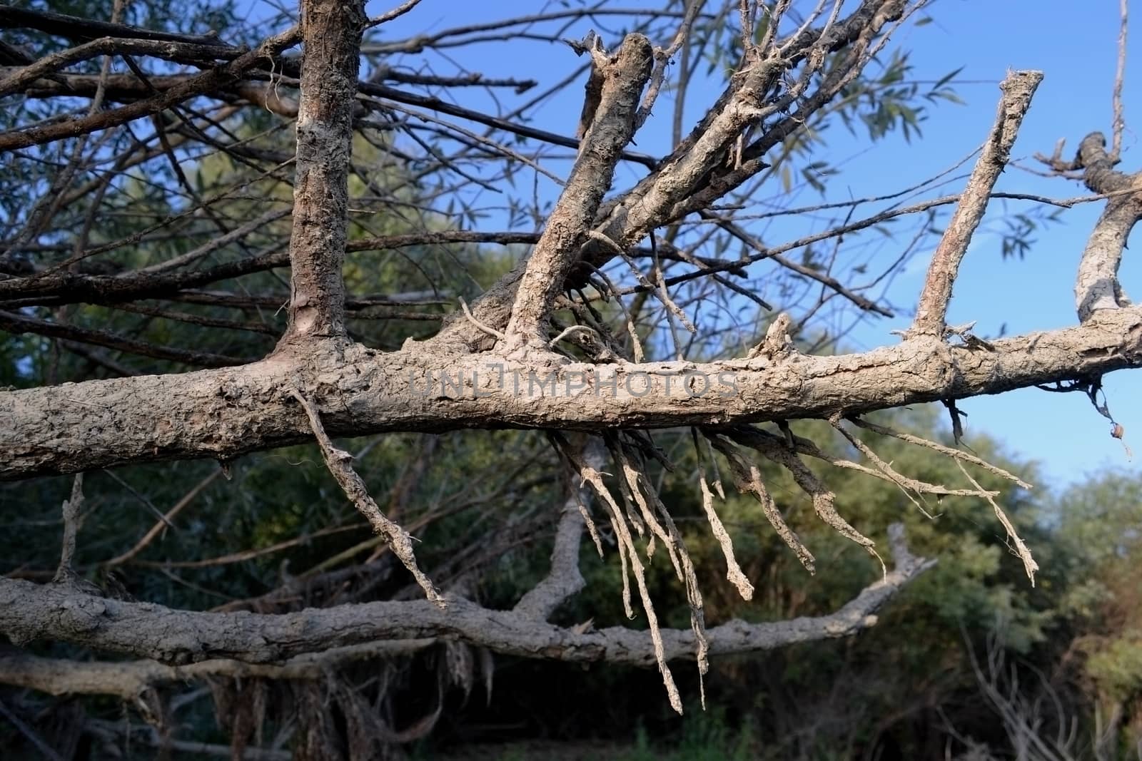 Dried tree branches.
The leaves emerge and cover the ground like a carpet.