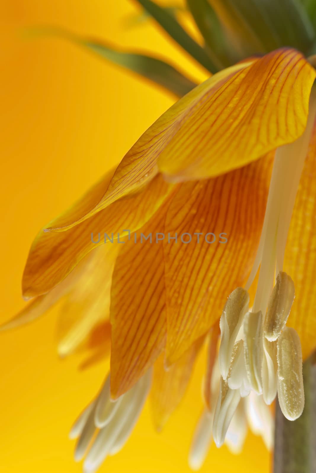 Beautiful flower crown imperial lily ( Fritillaria imperialis)