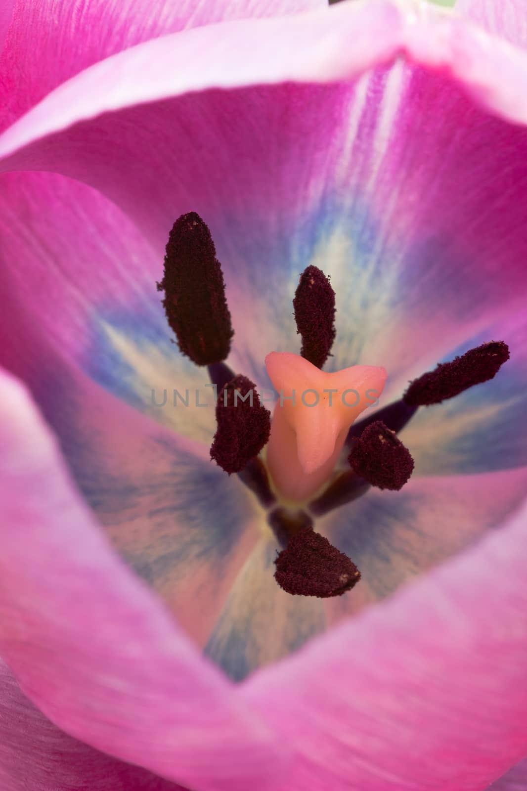 Close up on the pistil and stamens on the purple tulip
