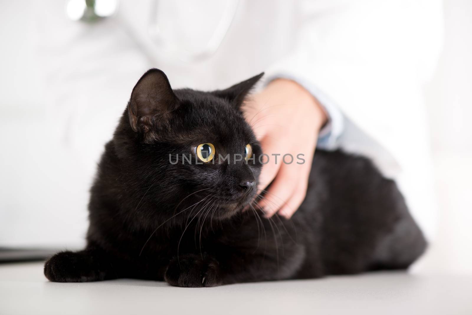 The veterinarian is examining the black domestic cat.