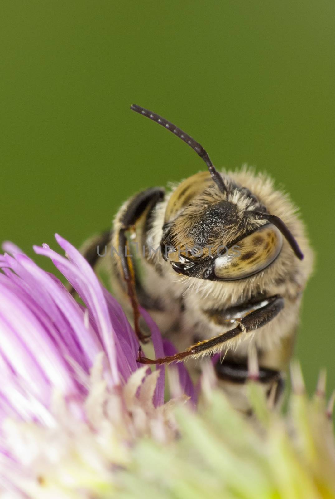 Bee on a flower