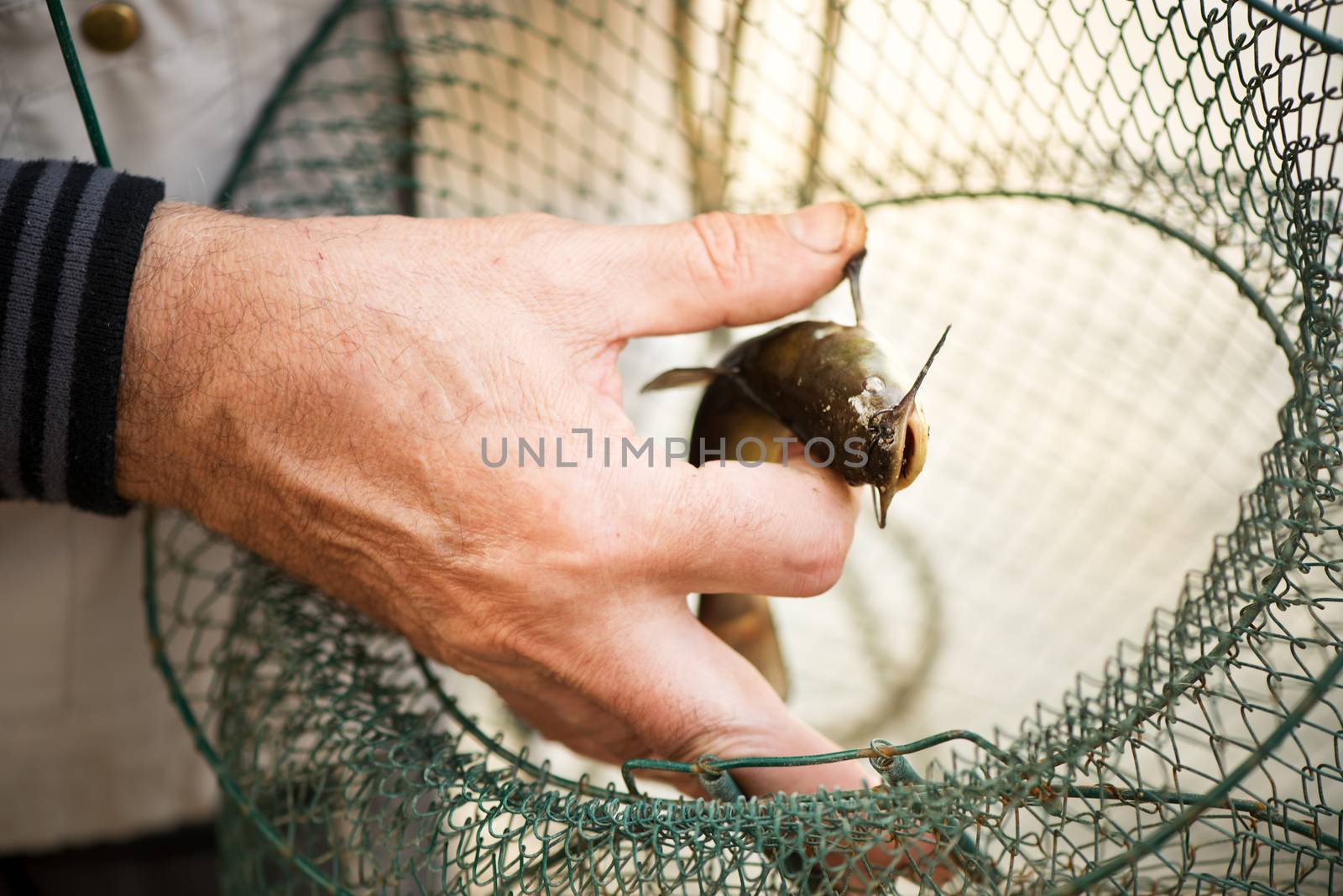 Fisherman placed fish in the Fishing basket.