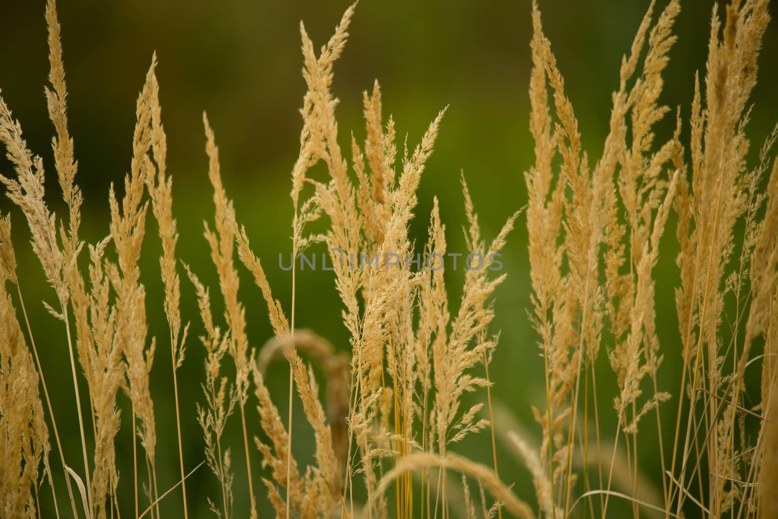 Autumn background Close-up of yellow autumn grass with shallow focus