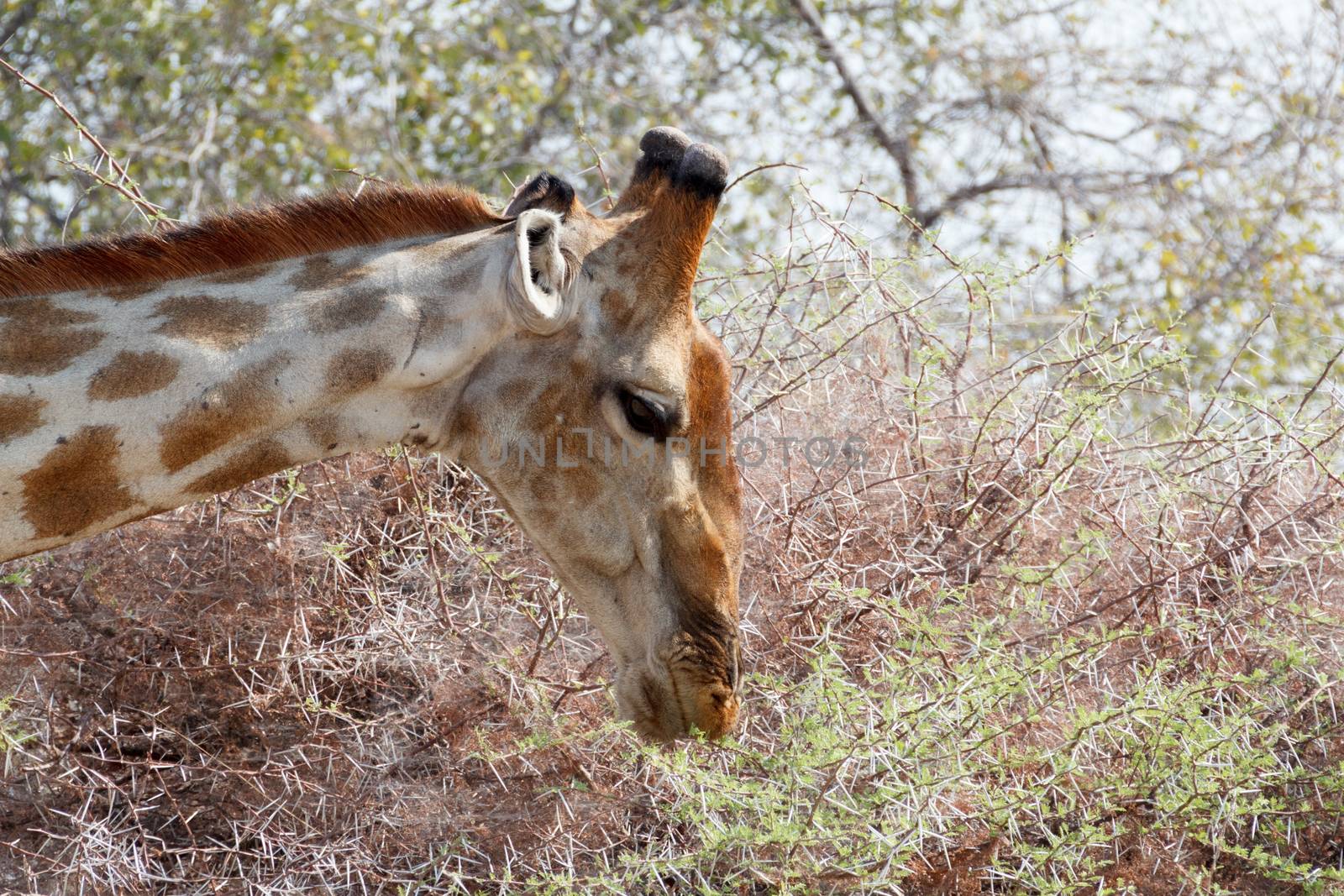 Giraffa camelopardalis grazing on tree in Etosha national Park, Ombika, Kunene, Namibia, true wildlife