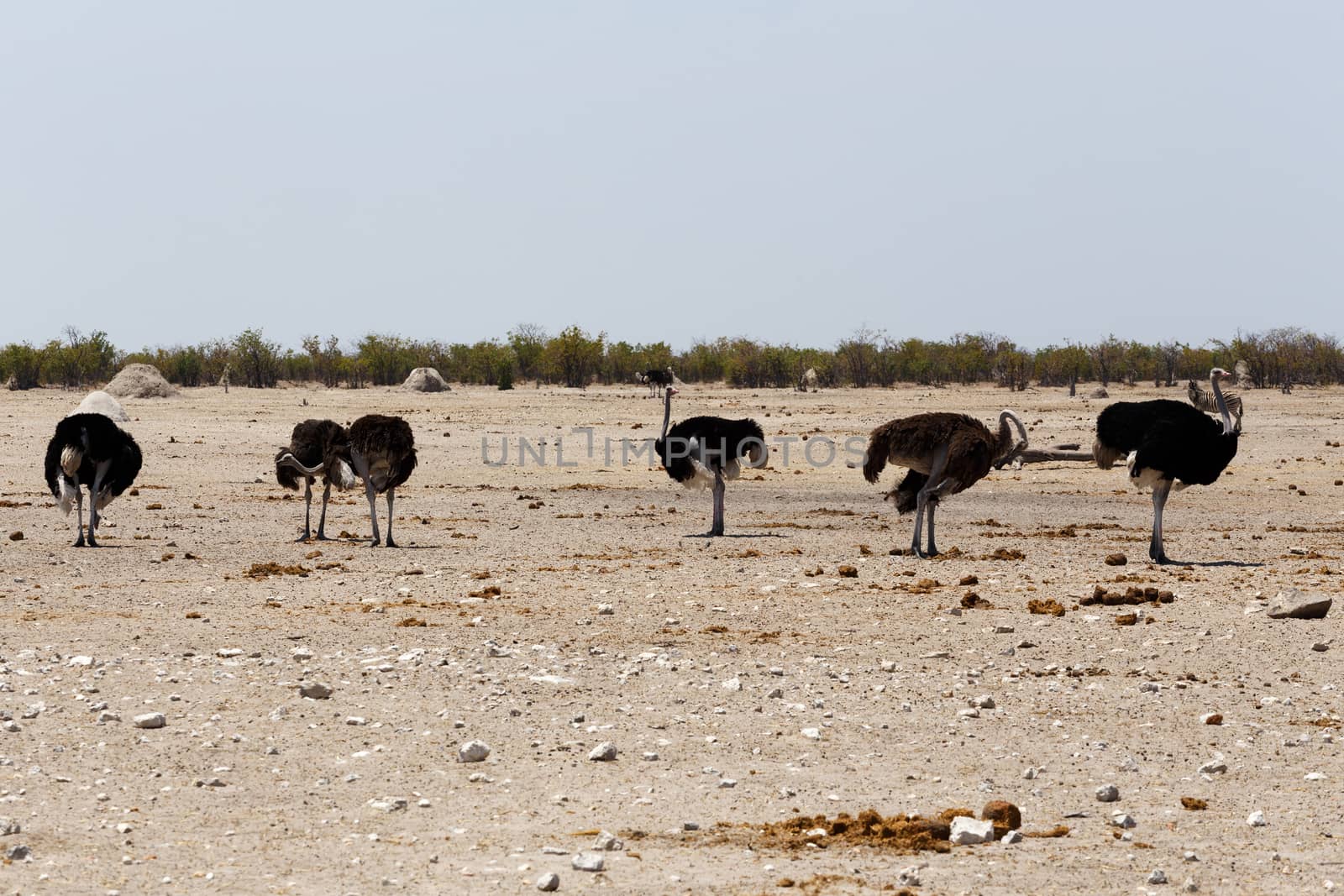 Ostrich, Struthio camelus in Etosha, Namibia, true wildlife photography