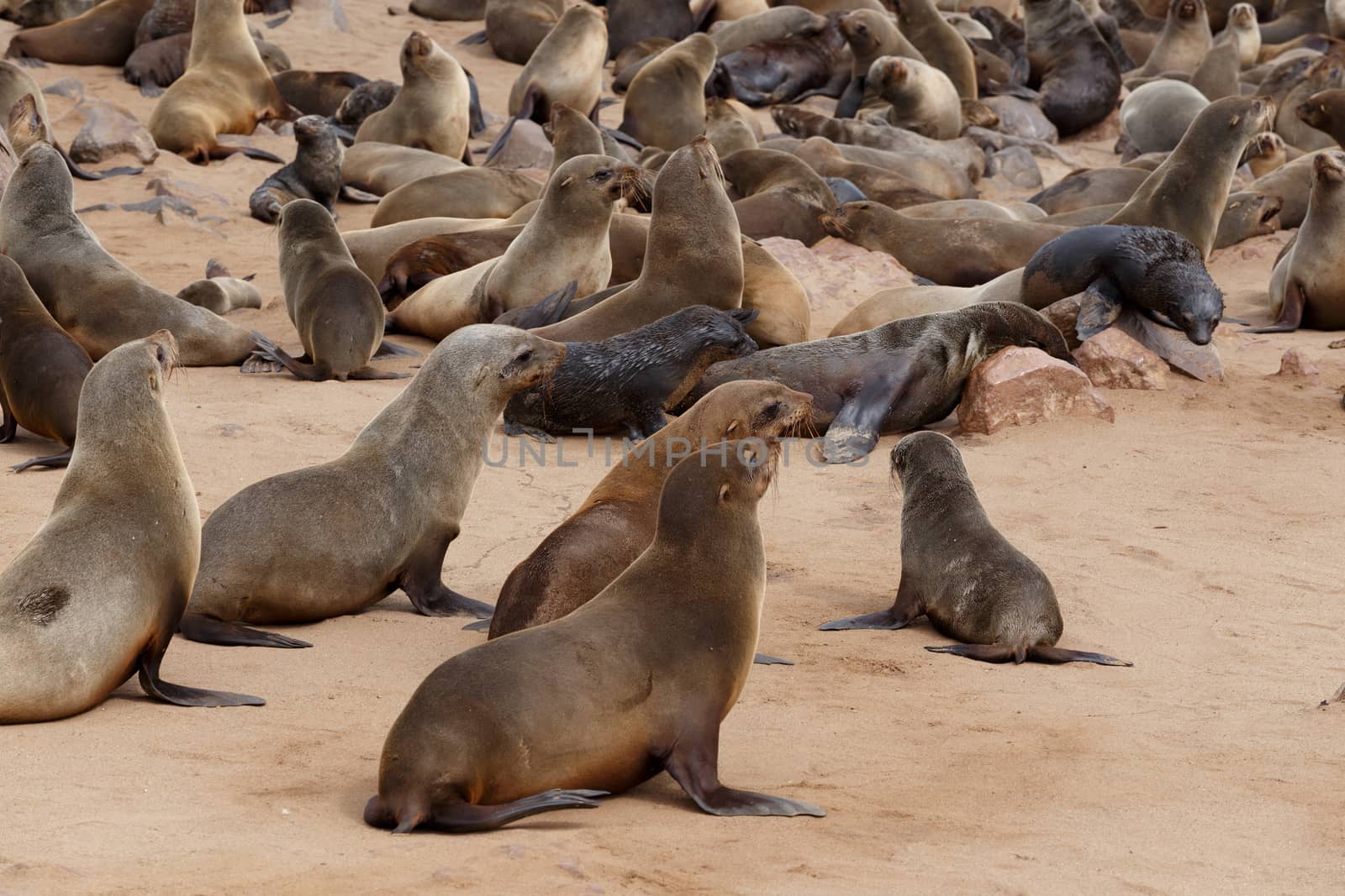 huge colony of Brown fur seal, Arctocephalus pusillus, in Cape Cross, Namibia, wide angle view, true wildlife photography