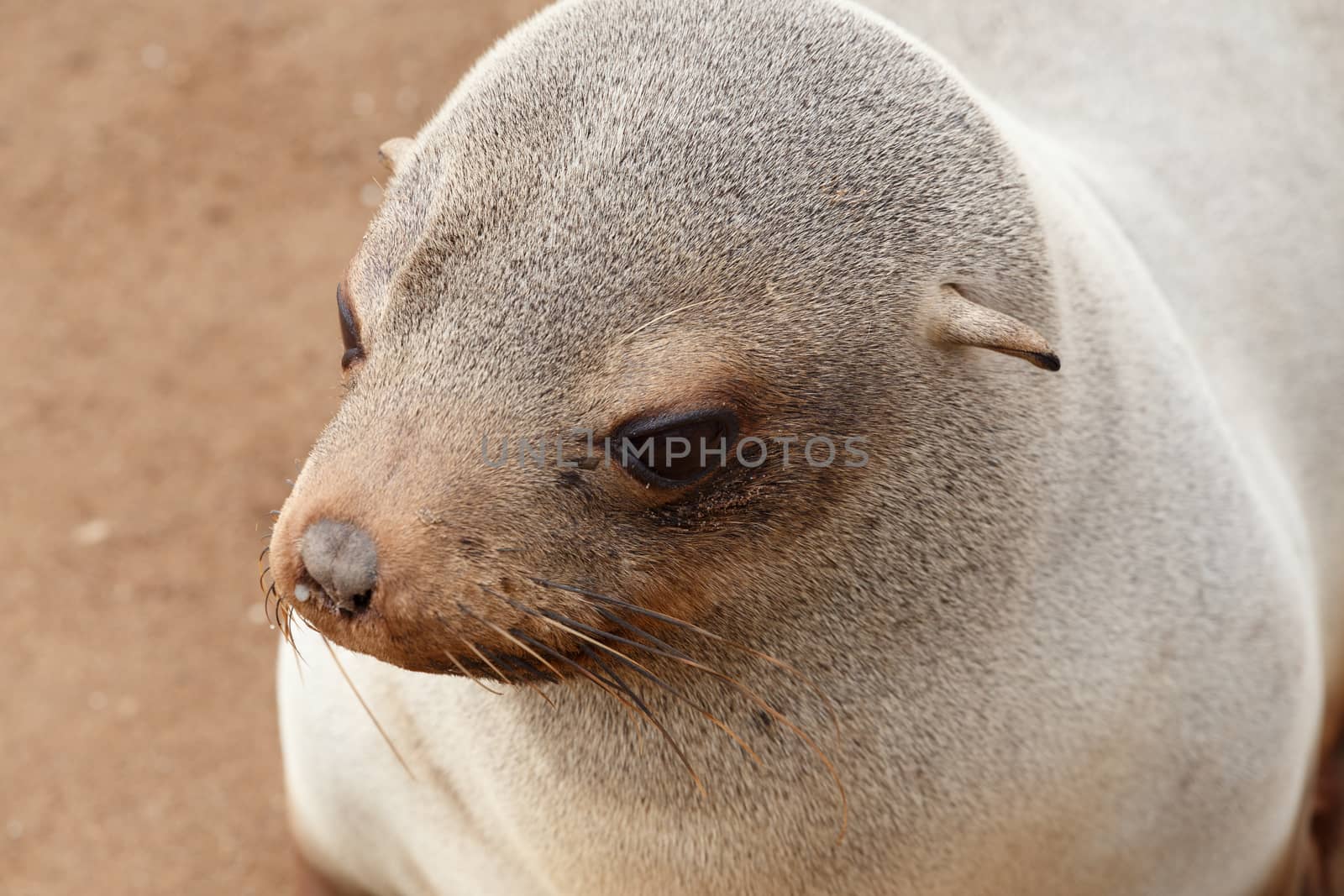 huge colony of Brown fur seal, Arctocephalus pusillus, in Cape Cross, Namibia, wide angle view, true wildlife photography