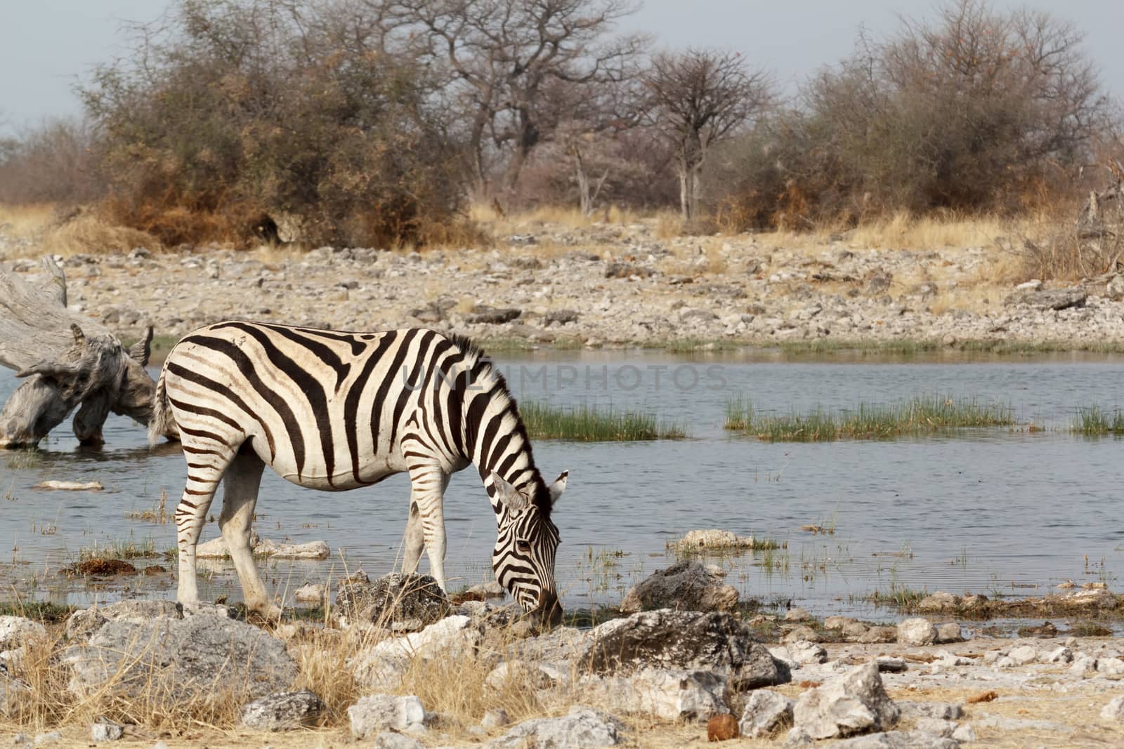Zebra in african bush. Etosha national Park, Ombika, Kunene, Namibia. True wildlife photography