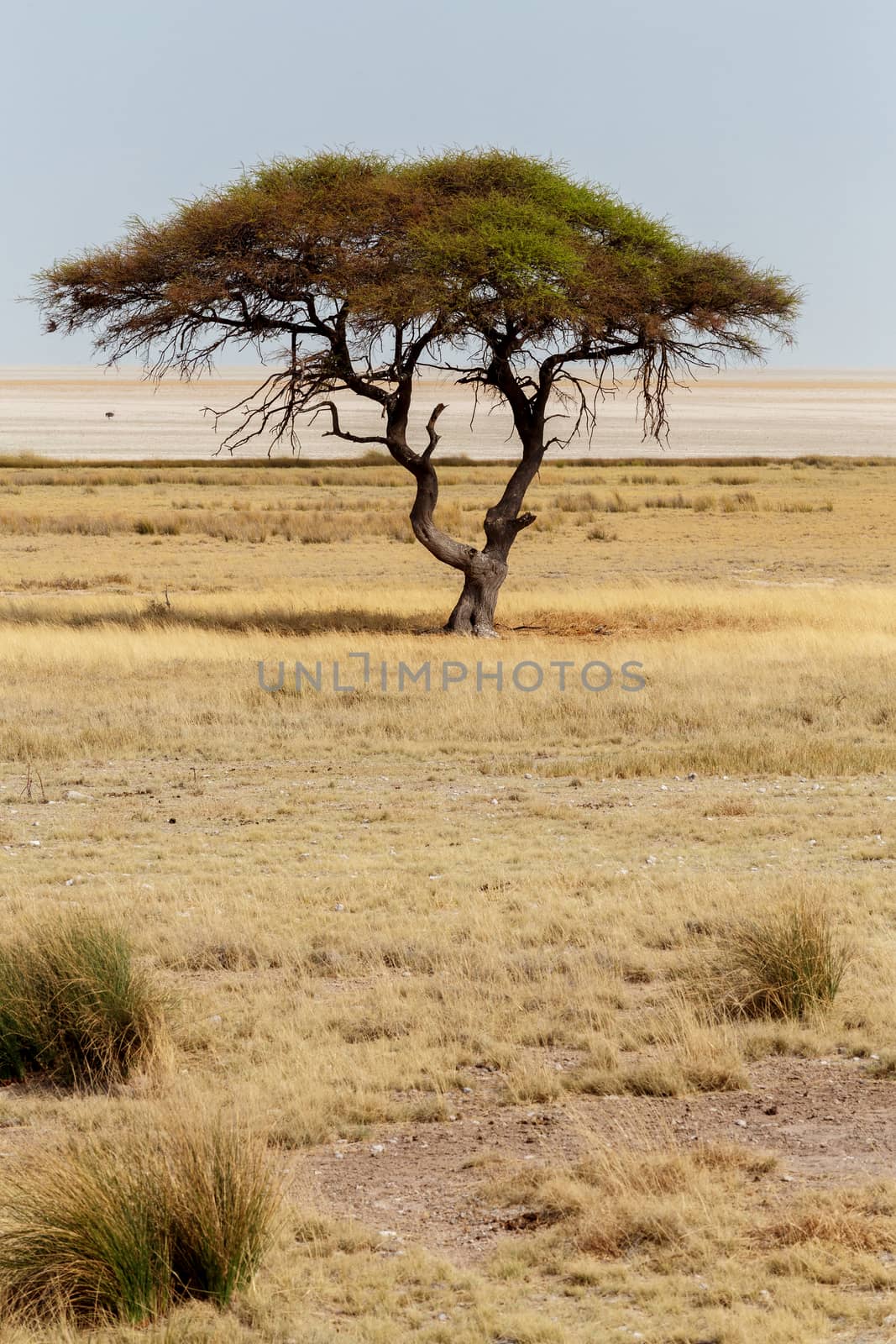Typical large Acacia tree in the open savanna plains of East Africa, Etosha, Namibia