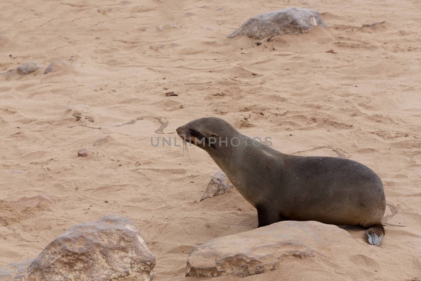 huge colony of Brown fur seal, Arctocephalus pusillus, in Cape Cross, Namibia, wide angle view, true wildlife photography