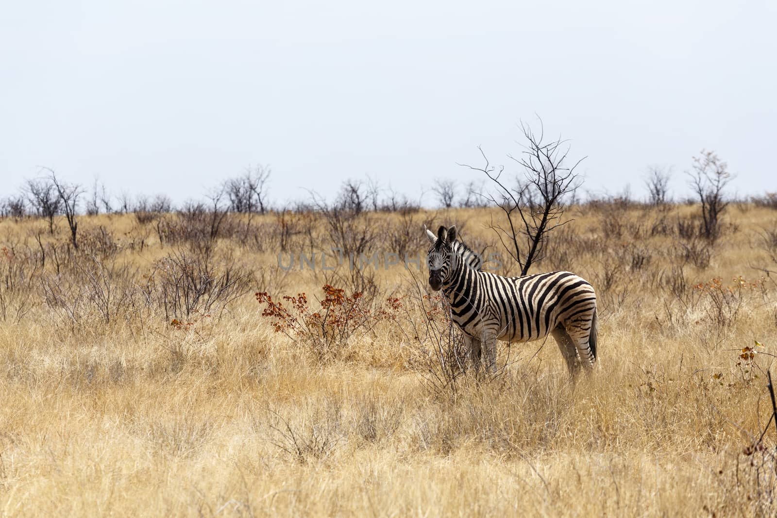 Zebra in african bush. Etosha national Park, Ombika, Kunene, Namibia. True wildlife photography