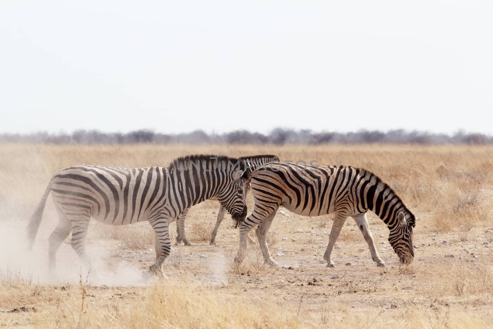 Zebra on dusty white sand. Etosha national Park, Ombika, Kunene, Namibia. True wildlife photography