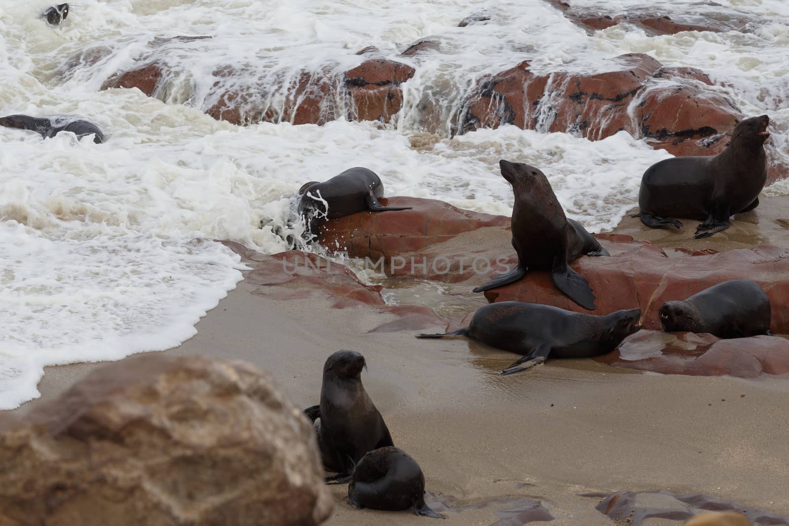 huge colony of Brown fur seal, Arctocephalus pusillus, in Cape Cross, Namibia, wide angle view, true wildlife photography