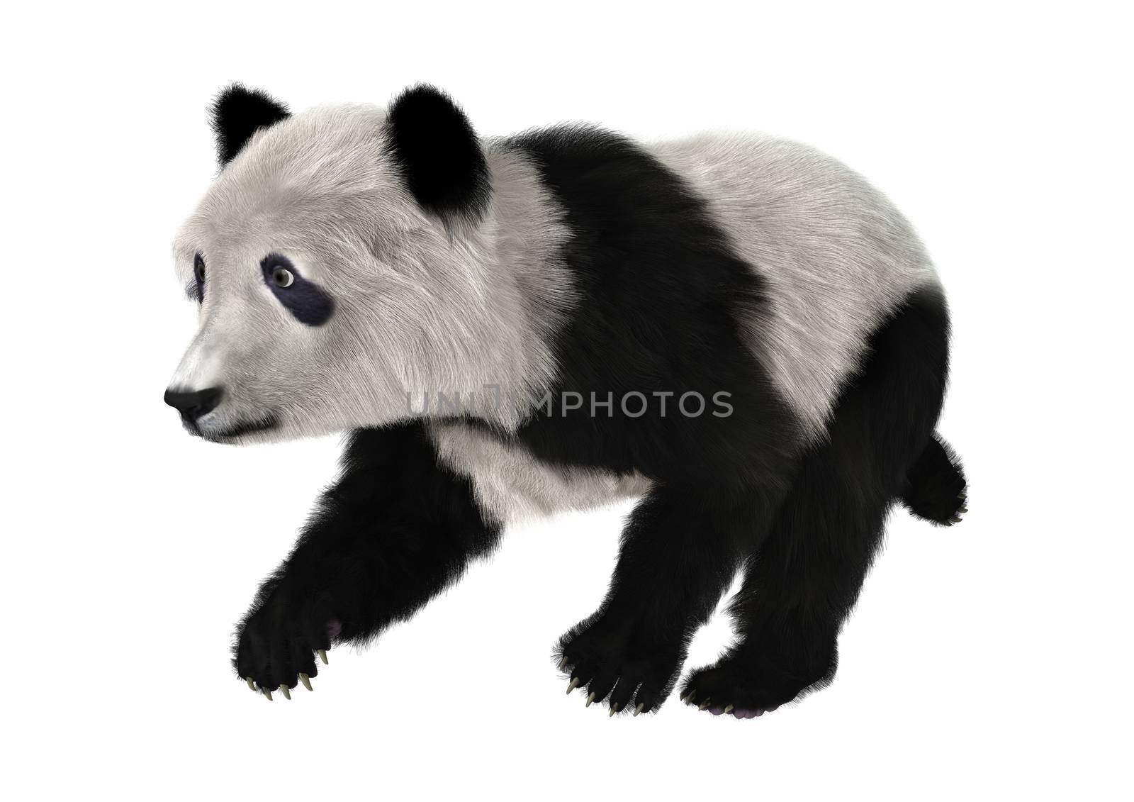3D digital render of a cute panda bear cub isolated on white background