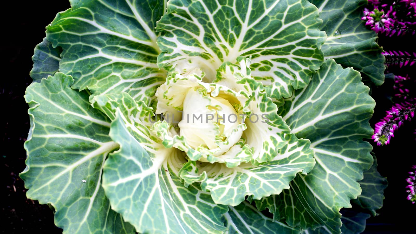 Closeup green cabbage in the garden