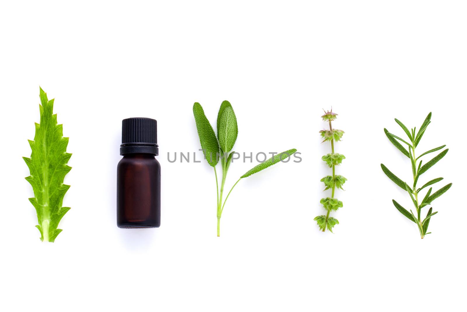 Bottle of essential oil with herb holy basil leaf, rosemary,oregano, sage,basil and mint on white background.