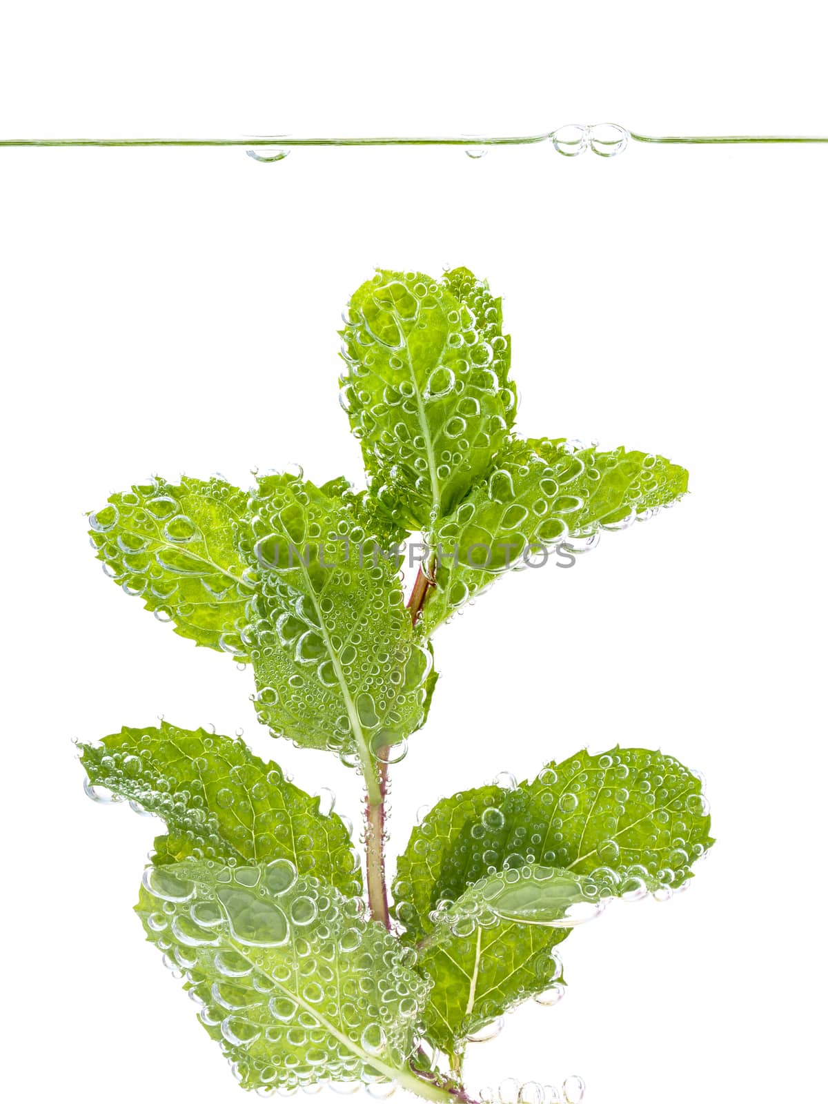 Mojito cocktail with fresh mint leaves isolate  on white background.