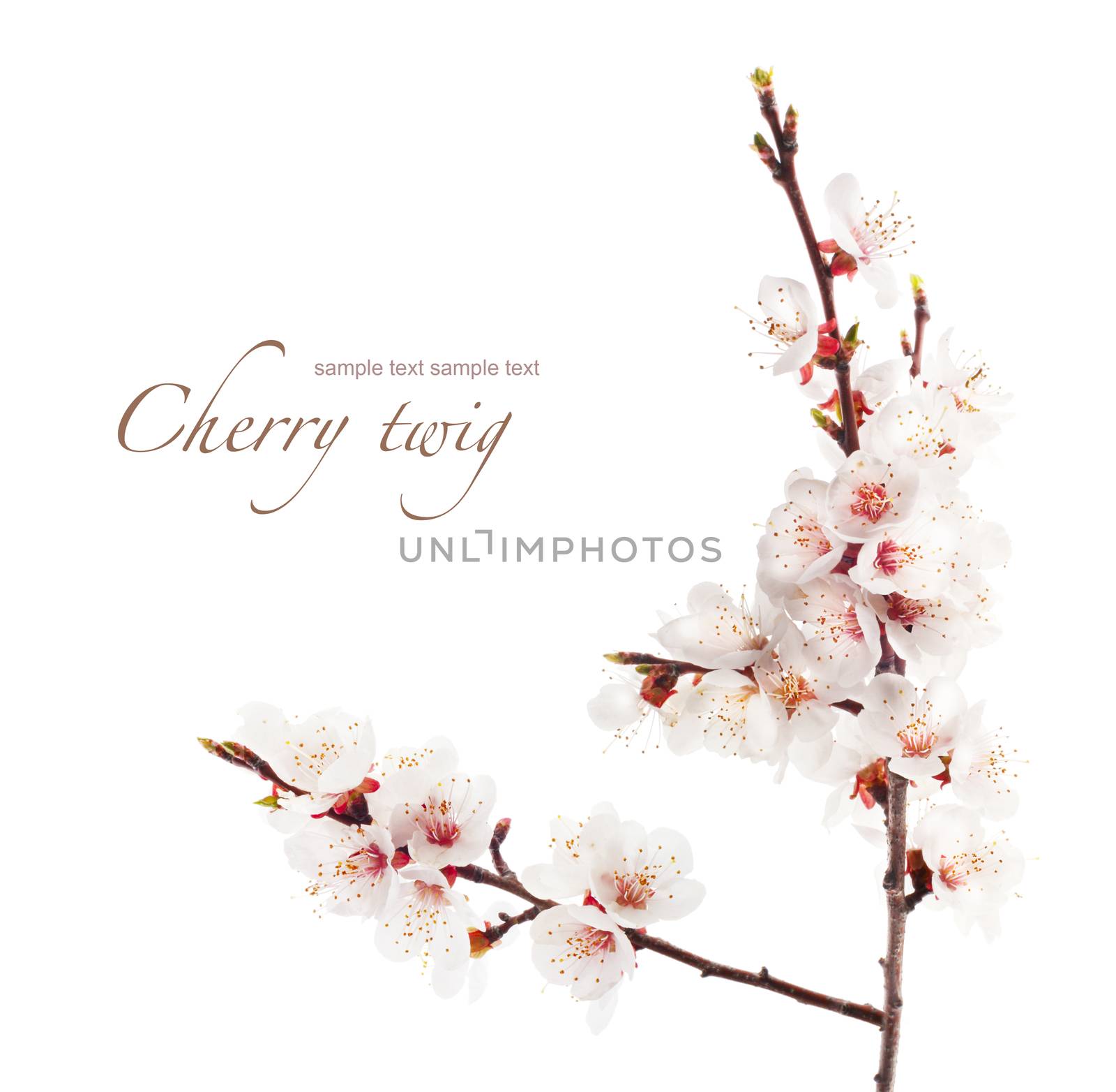 branch of cherry in bloom by rudchenko