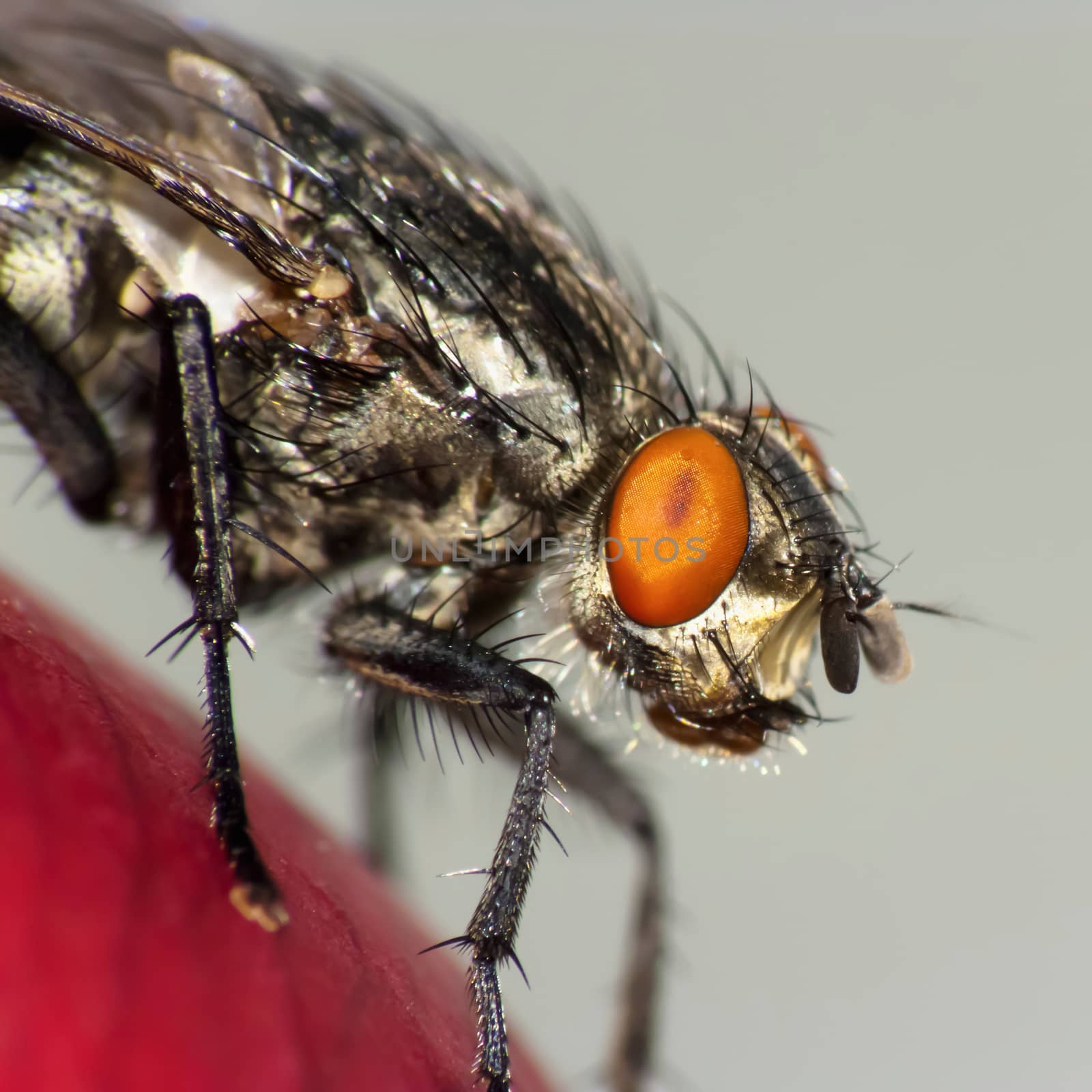 House fly (Sacrophaga carnaria)-macro shot