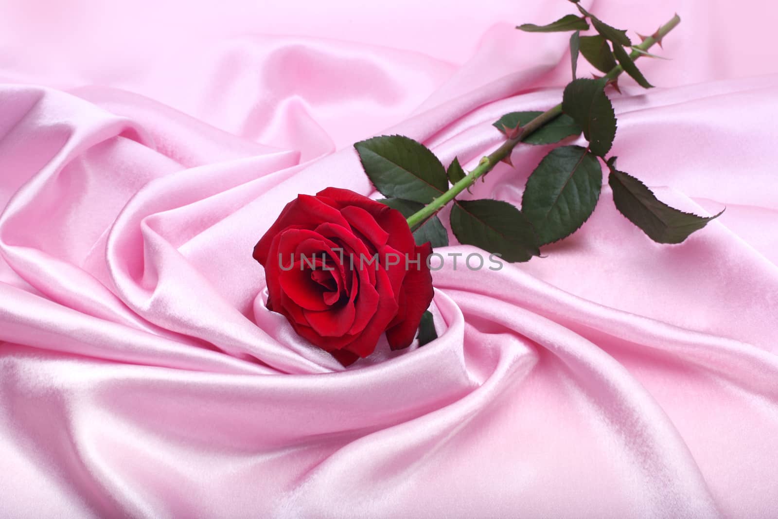 red rose on pink silk background