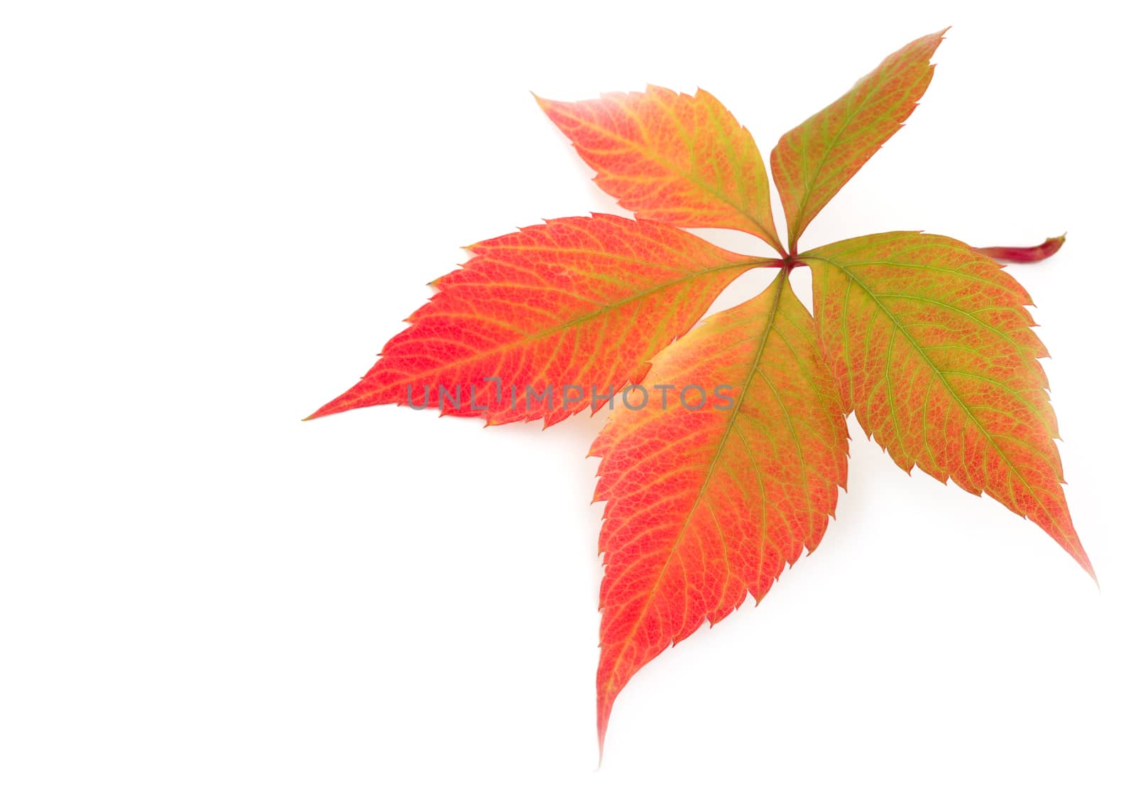 autumn leaf on white background by rudchenko