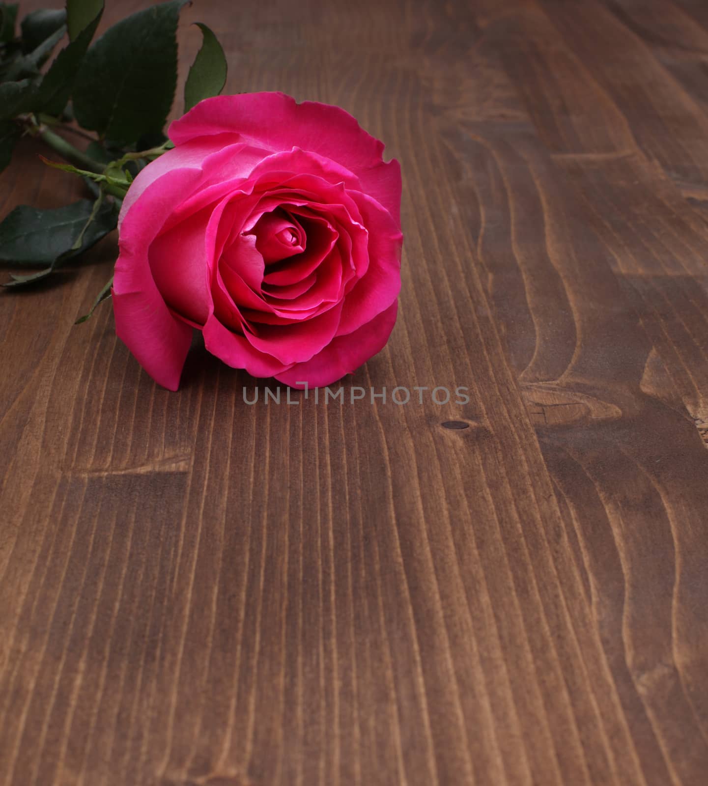rose on wood background by rudchenko