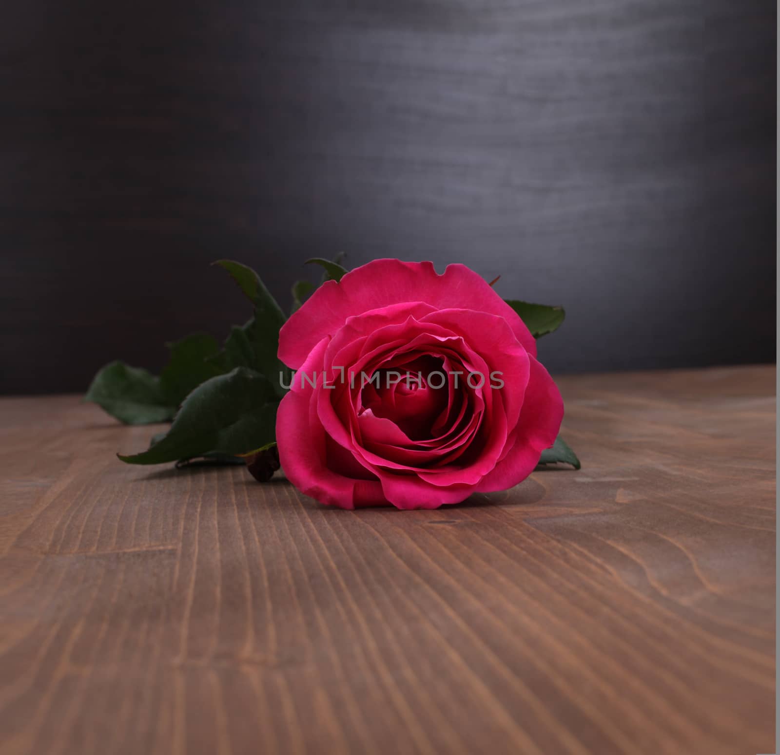 rose on wood background