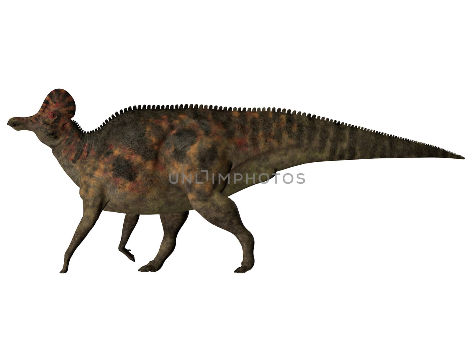 Corythosaurus on White by Catmando