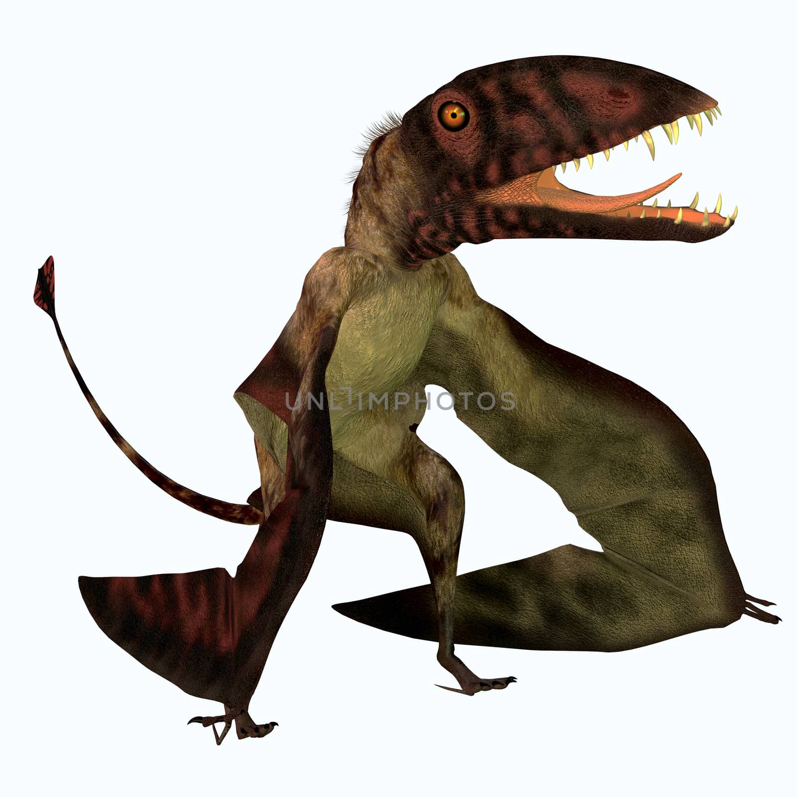 Dimorphodon was a carnivorous flying Pterosaur that liived in the Jurassic Period of England.