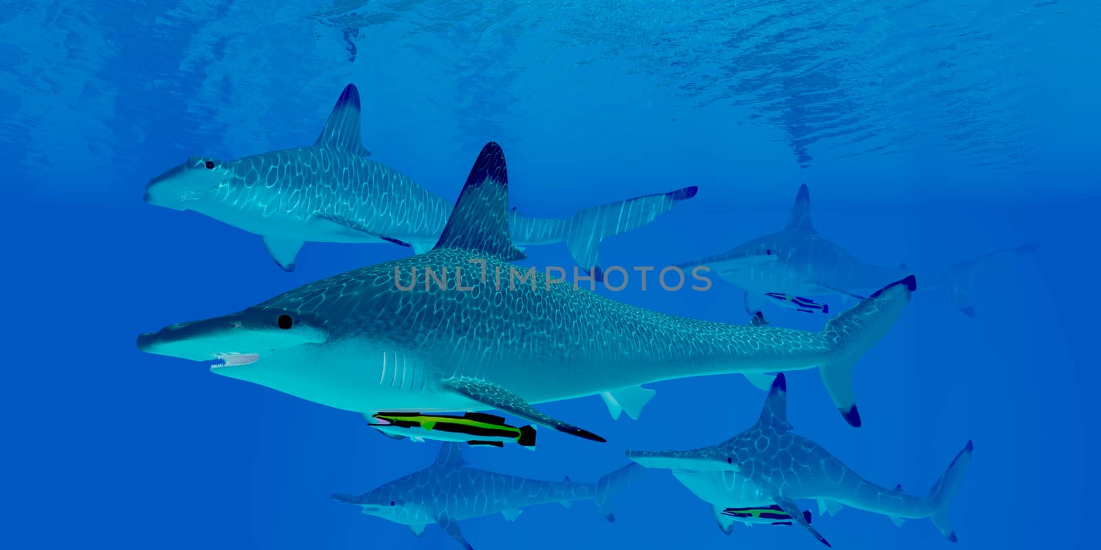 A group of predatory Hammerhead sharks swim together searching for prey in clear ocean waters.