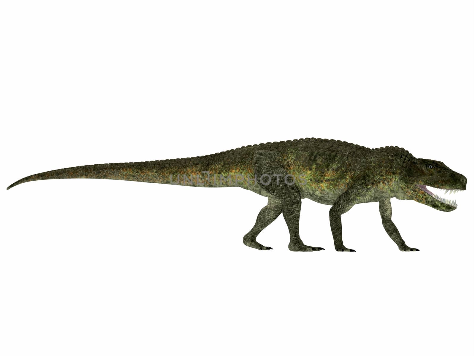 Postosuchus was a aquatic predatory reptile that lived in North America in the Triassic Period.