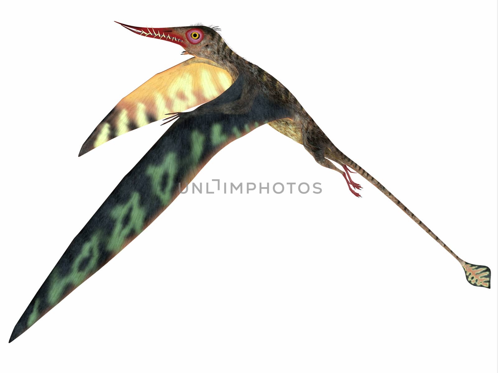 Rhamphorhynchus was a carnivorous pterosaur that lived in England, Tanzania, Spain and Germany during the Jurassic Periods.